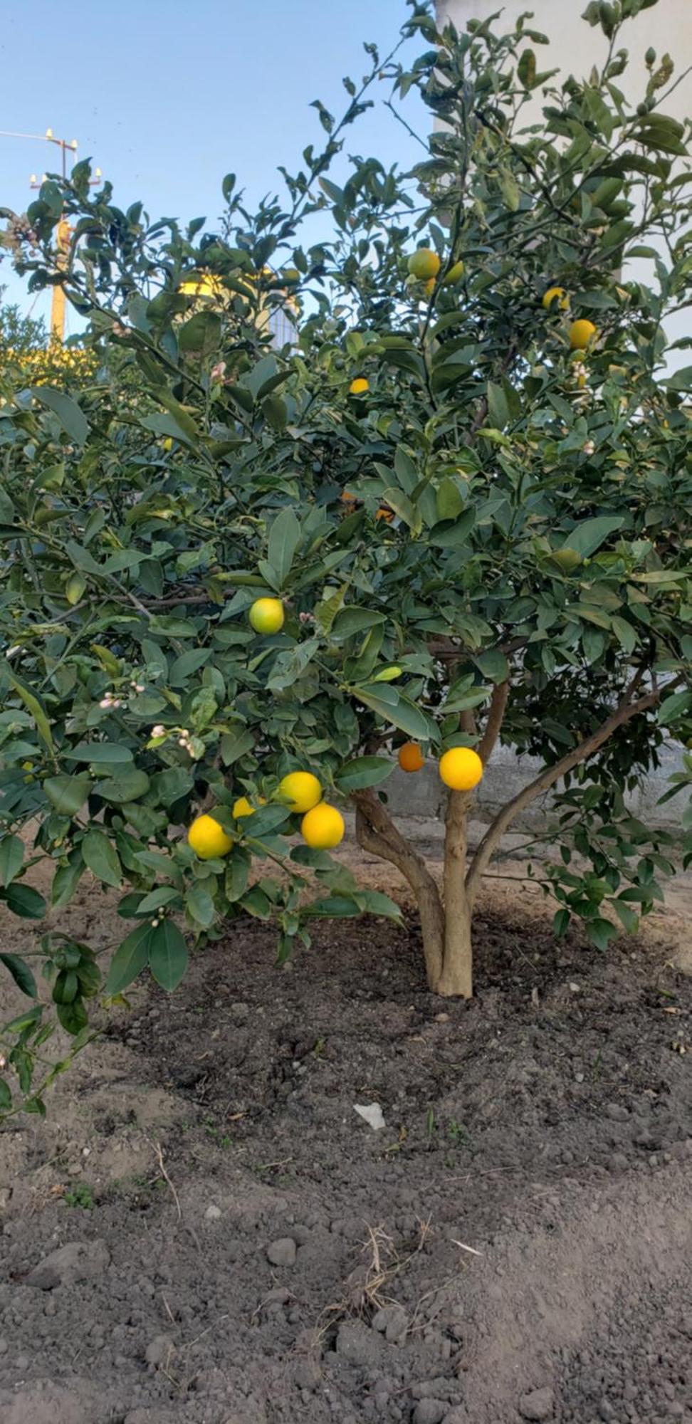 Pomegranates & Olives Guesthouse ดูร์เรส ภายนอก รูปภาพ
